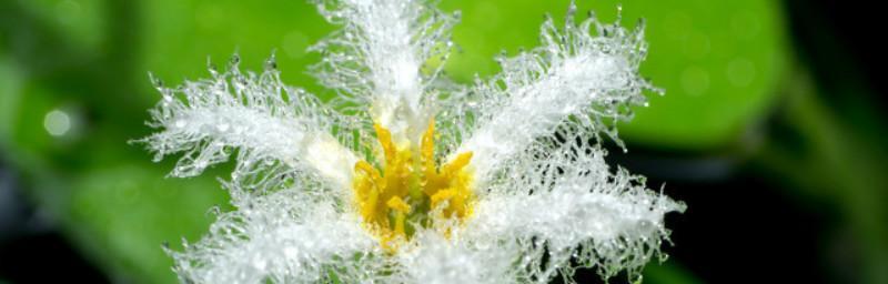 藿香蓟花的花语与传说（传承千年的芳香传奇）