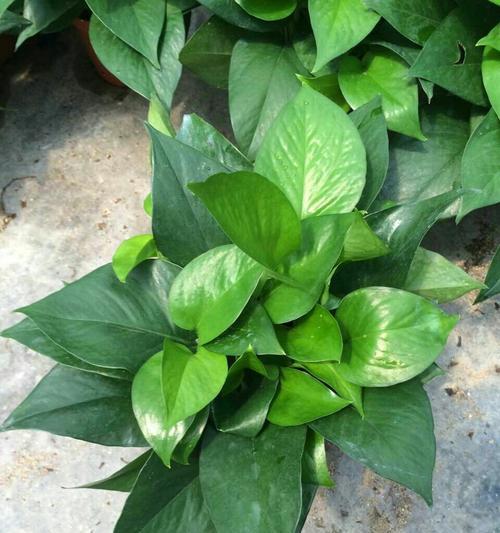 绿萝——一种美丽的室内植物（探秘绿萝的外形）