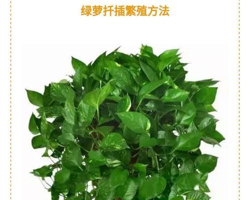 绿萝打蔫的原因及怎么办（解决绿萝萎蔫问题的有效方法）