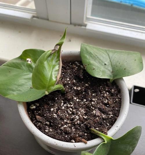 绿萝的根形态探秘（揭秘绿萝根的神秘世界）