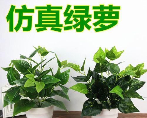绿萝的根形态探秘（揭秘绿萝根的神秘世界）
