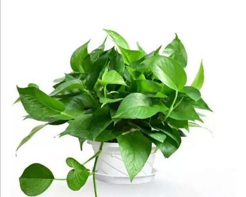 绿萝的特点和样子（探秘绿萝的神奇之处）