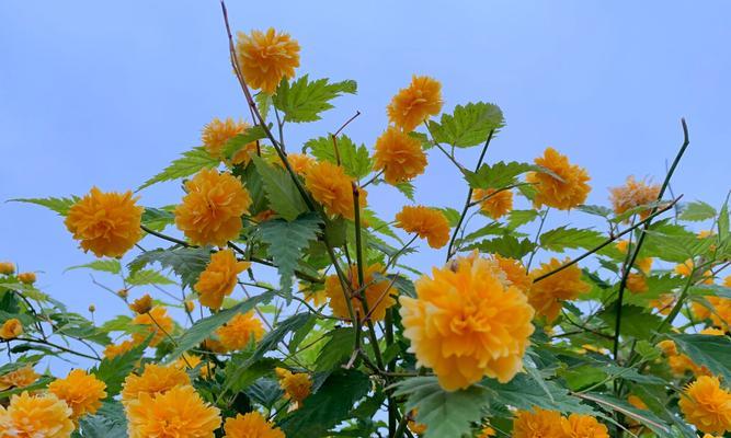 以棣棠花的花语和传说（以棣棠花的寓意与美丽传说）