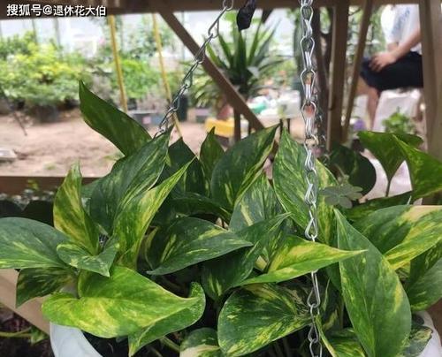 揭秘绿萝和吊兰的花语（一种有别于众花的绿意生命之花）