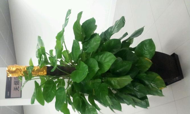 绿萝花有毒吗（绿萝花安全与养护的秘密）