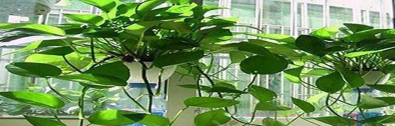 如何正确养护绿萝花——让它更健康地成长（从基本养护到防虫防病）