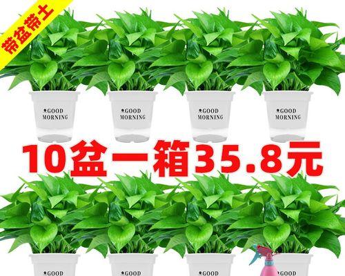绿萝是否真的能吸甲醛（揭开绿萝“甲醛杀手”真相）