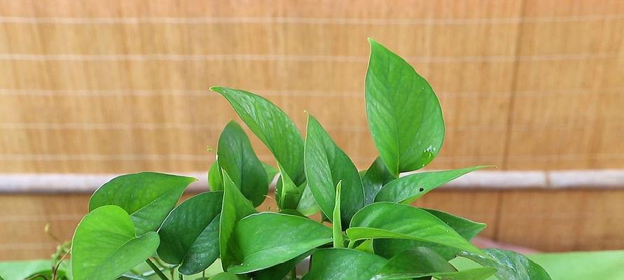如何科学浇水，让绿萝更健康（掌握正确浇水方法）