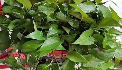 绿萝与白糖水（探究植物的美容秘诀）