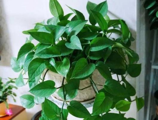 绿萝的露天养殖（绿萝的养护技巧及注意事项）