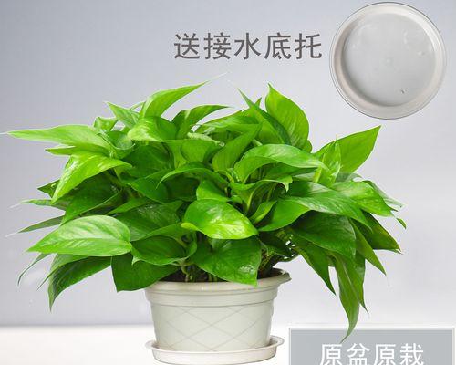 绿萝真的能吸收甲醛吗（科学家研究发现）