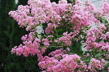 探寻安阳市花紫薇花的象征意义（花开安阳）