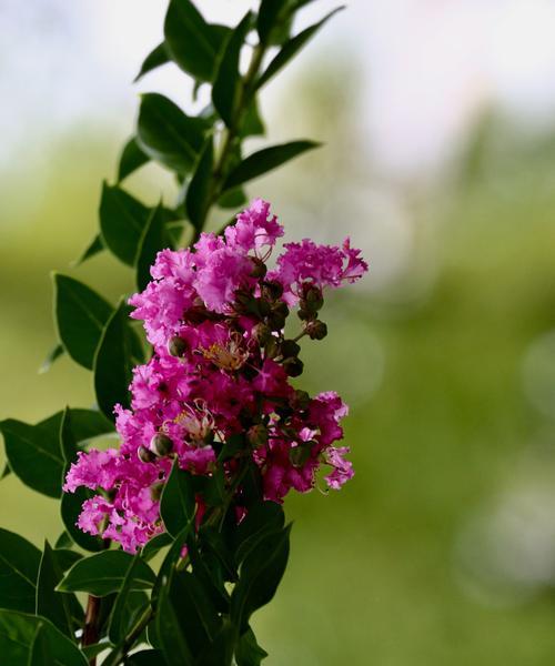 探寻安阳市花紫薇花的象征意义（花开安阳）