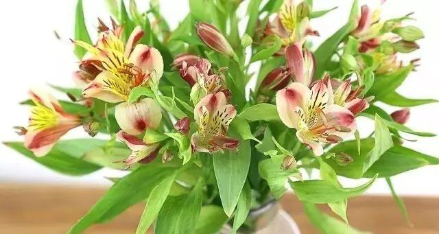 白百合，纯洁的花语（白百合的花语及象征意义探析）
