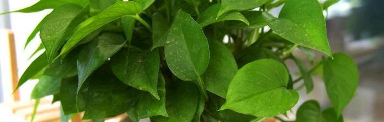 绿萝——这个单子叶植物的秘密（探寻绿萝的身世与特征）
