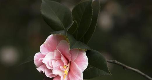 白茶花的花语和寓意（探究白茶花的情感表达与象征意义）