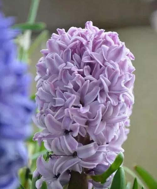 白风信子的花语及代表意义（探寻白风信子花的秘密与美丽）