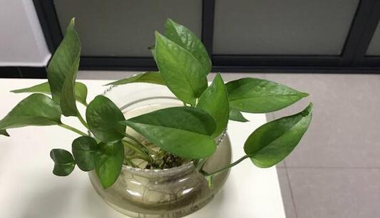绿萝的分类——裸子植物还是被子植物（揭秘绿萝的真面目）