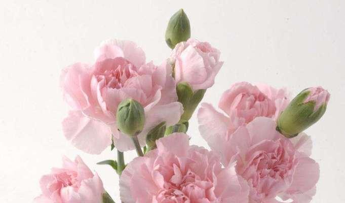 白康乃馨的花语之美——祝福与纯洁（白康乃馨的花语意义解读）