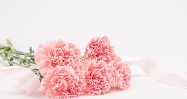 白康乃馨花语与祝福的意义（花开花落）