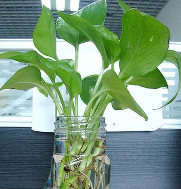 绿萝——一种常见的观叶植物（了解绿萝的历史）
