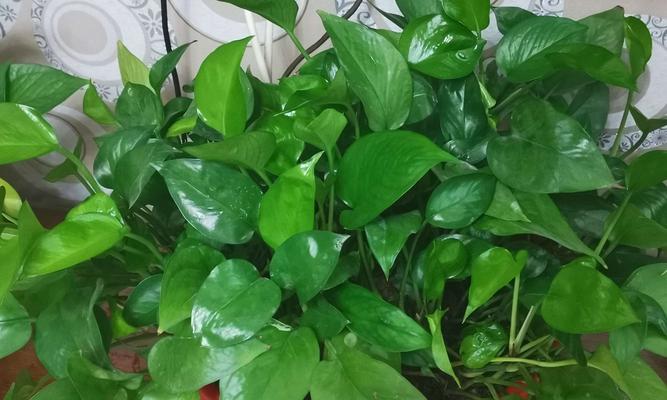 绿萝：一种生命力旺盛的多肉植物