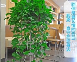 绿萝，客厅装饰的不二选择（放客厅什么位置好）