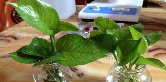 绿萝种植全攻略（选择适合的土壤）