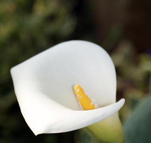 白色马蹄莲花（寓意丰富的白色马蹄莲花传递的意义）