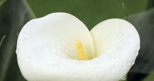 白色马蹄莲花（寓意丰富的白色马蹄莲花传递的意义）