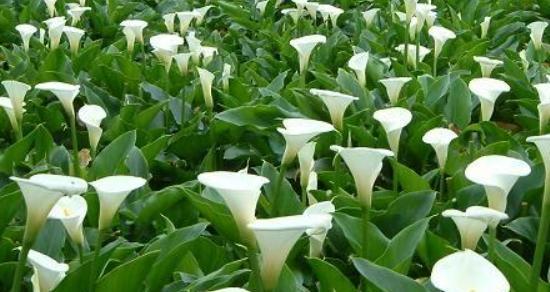 白色马蹄莲花（寓意丰富的白色马蹄莲花传递的意义）