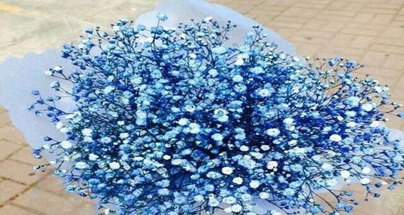白色满天星的花语与寓意（纯洁）