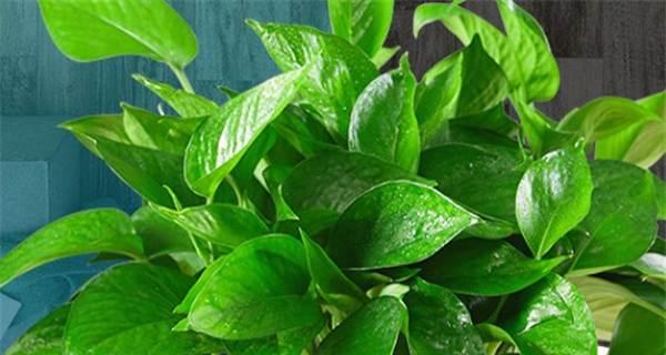 绿萝：一种常见的观叶植物