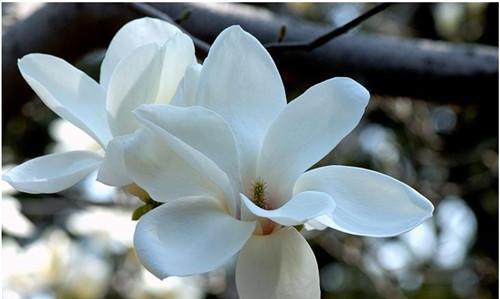 白玉兰花的美丽与深远寓意（探寻白玉兰的花语及代表意义）