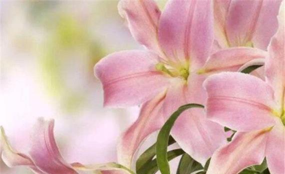 百合花的花语与寓意（揭示百合花象征的深刻含义）