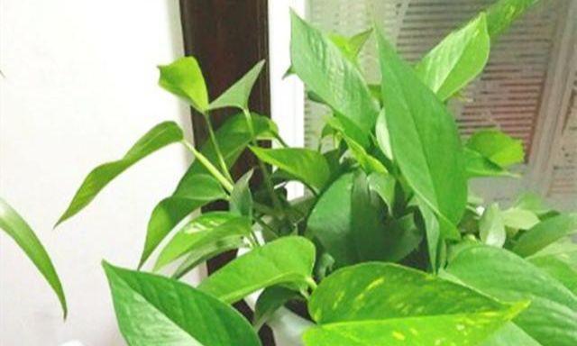 绿萝夏季养护指南（夏天绿萝叶子变黄）
