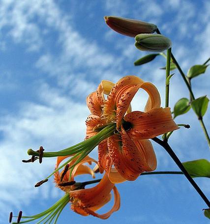 百合花的寓意与象征风水（揭示百合花的意义与风水之道）
