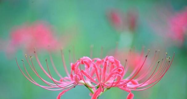 彼岸花的花语和寓意（一朵轻柔而坚韧的花）