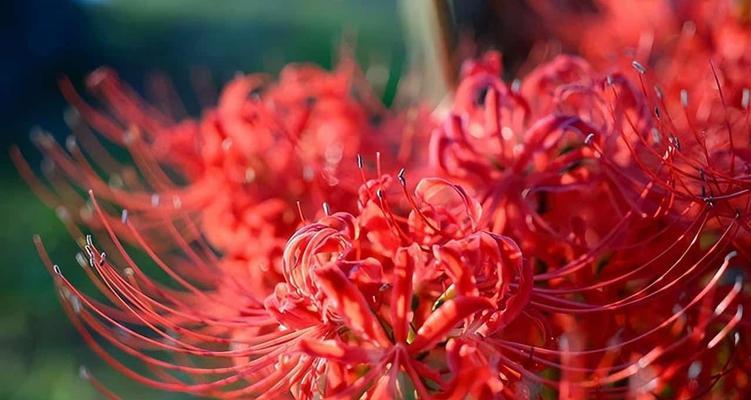 彼岸花的花语和寓意（一朵轻柔而坚韧的花）