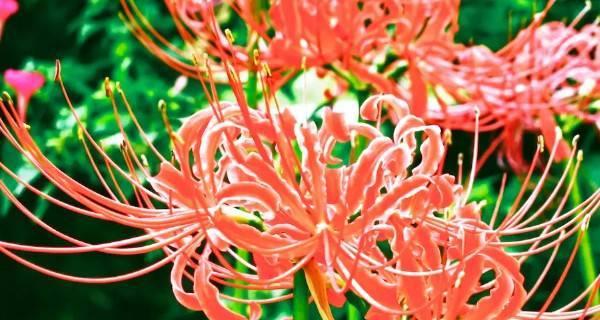 彼岸花的花语——生命与希望的象征（探寻彼岸花背后的寓意）