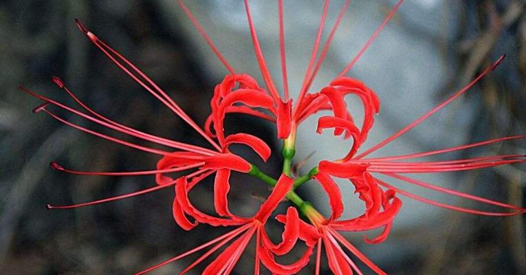 彼岸花的花语——生命与希望的象征（探寻彼岸花背后的寓意）