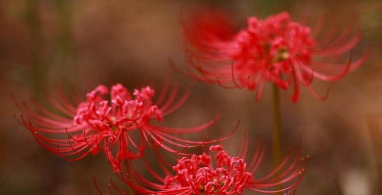 彼岸花风水之美与神奇（揭秘彼岸花在风水中的寓意与作用）