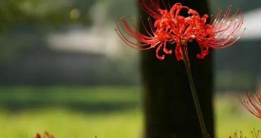 彼岸花风水之美与神奇（揭秘彼岸花在风水中的寓意与作用）