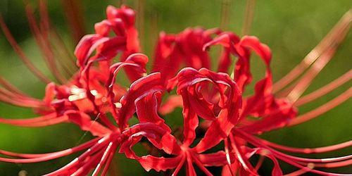 彼岸花风水之美与神奇（揭秘彼岸花在风水中的寓意与作用）