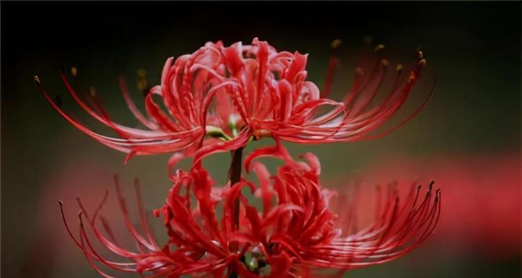 彼岸花的花语（绚丽多样的彼岸花）