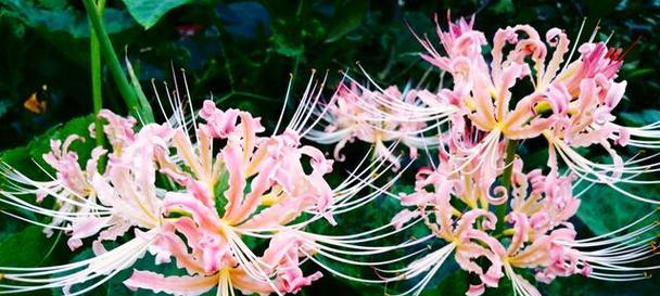 彼岸花的花语（绚丽多样的彼岸花）