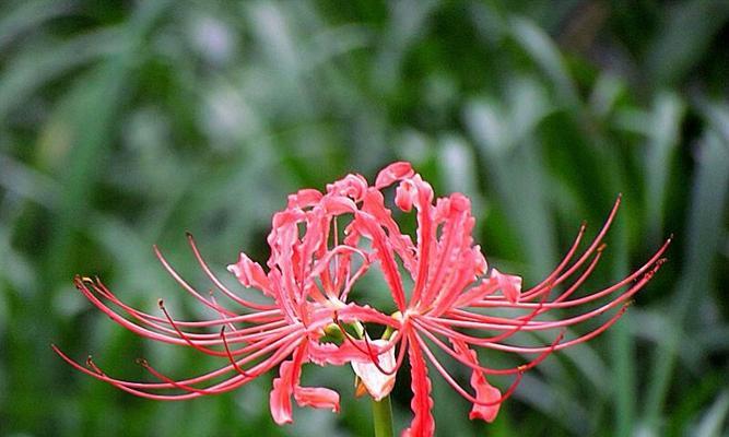 彼岸花的花语（绚丽多样的彼岸花）