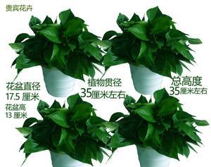 如何选择适合绿萝的盆（绿萝栽培全攻略）
