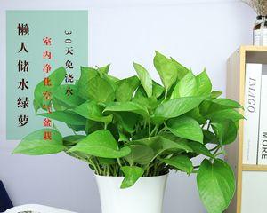 绿萝的盆栽技巧（如何选择适合绿萝生长的盆）