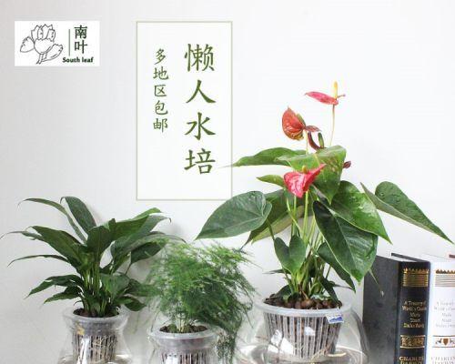 绿萝的养护技巧（用什么水养绿萝才正确）